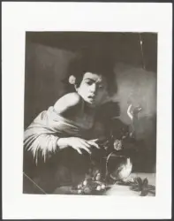 Merisi Michelangelo (Caravaggio) - copia da - sec. XVII - Ragazzo morso da un ramarro