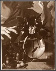 Merisi Michelangelo (Caravaggio) - sec. XVI - Ragazzo morso da un ramarro