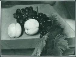 Merisi Michelangelo (Caravaggio) - sec. XVI - Autoritratto in veste di Bacco