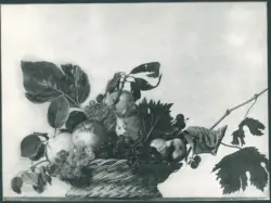 Merisi Michelangelo (Caravaggio) - sec. XVI - Natura morta con cesto di frutta - dipinto