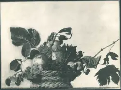 Merisi Michelangelo (Caravaggio) - sec. XVI - Natura morta con cesto di frutta - dipinto