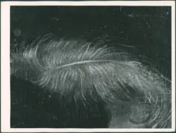 Merisi Michelangelo (Caravaggio) - sec. XVII - Giocatori di carte