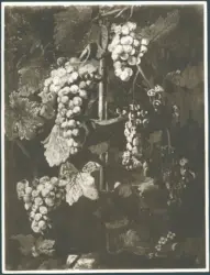 Grappoli d'uva
