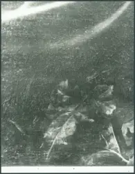 Merisi Michelangelo (Caravaggio) - sec. XVI - San Francesco d'Assisi riceve le stimmate