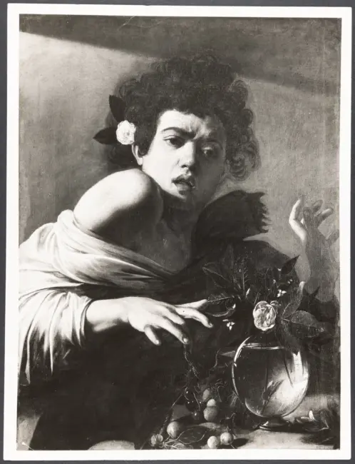 Ragazzo morso da un ramarro