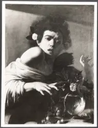 Ragazzo morso da un ramarro