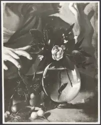 Merisi Michelangelo (Caravaggio) - sec. XVI - Ragazzo morso da un ramarro