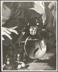 Merisi Michelangelo (Caravaggio) - sec. XVI - Ragazzo morso da un ramarro