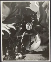 Merisi Michelangelo (Caravaggio) - sec. XVI - Ragazzo morso da un ramarro