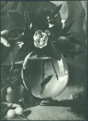 Merisi Michelangelo (Caravaggio) - sec. XVI - Ragazzo morso da un ramarro